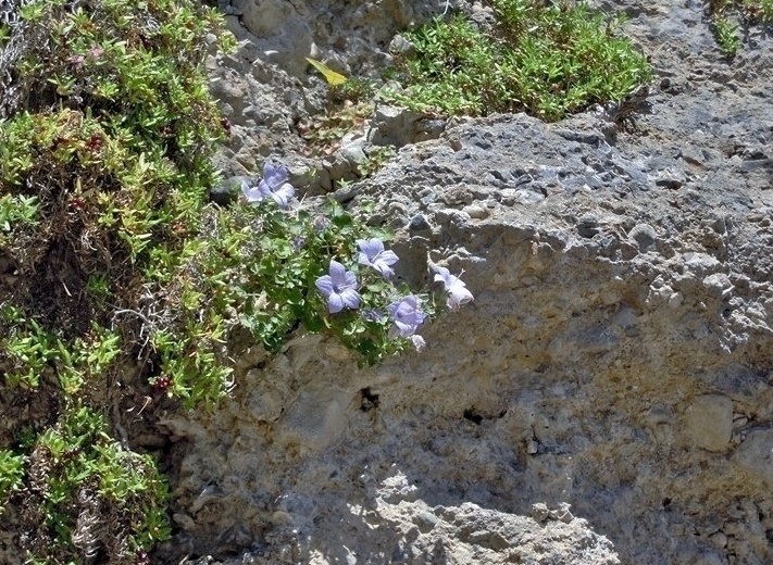 Campanula fragilis  (Campanulaceae)
